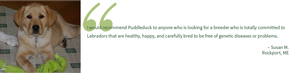 Puddleduck Retrievers